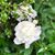 Ginny Wilson's profile image