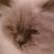Cathy Fanandakis Alexander's profile image