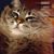 Susy Ansaloni's profile image