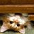 Melinda Bettiga's profile image