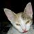 Annie Shace's profile image