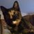 Bill Kostic's profile image