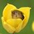 Kim Shelton Phelps's profile image