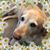 Connie Burks-Borgialli's profile image