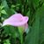 Cheryl P. Myers's profile image