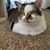 Donna Luciano's profile image