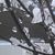 Patricia Bowers Albertson's profile image