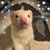 Michele Vaughn's profile image