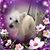 Soapydog Spa's profile image