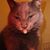 Andrew Everett's profile image