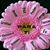 Luna D Amor's profile image