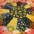 Sharon Kreiner Sweet's profile image