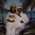 Lissete Castrillon's profile image