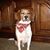 Leo Sprague's profile image