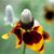 Diane Pierce's profile image