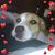 Staci Hayes's profile image