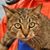 Nik Terentyev's profile image
