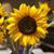 Jen Wetzel Hoffman's profile image