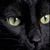 Kathie Larson's profile image