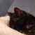 Kimberly Beiermeister Roth's profile image