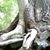 Diatribe Bear's profile image