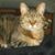 Chris Robinette's profile image