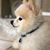 Stephen Scott Passarelli's profile image