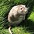 Kelli Brauner Ketlinski's profile image