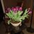 Denise LaDavia Lanham's profile image