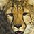 Deirdre Jones's profile image