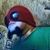 Drez Varela's profile image