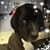 Pamela Lahman-Casey's profile image