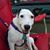 Carrie Lee Pazolt's profile image