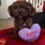 Tracey Santarlasci McRae's profile image