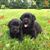 Connie Cramer's profile image