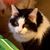 Sara Frease's profile image