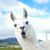 Marnie Leffler's profile image