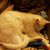 Tawnya K Dermont's profile image