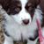 Shelly Merlo- Thompson's profile image