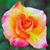 Hazel Ussher Buscaino's profile image