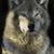 Darwin LyLes's profile image
