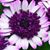 Denise Gomes's profile image