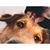Teresa Moyer's profile image