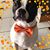 Amy Marshall Fotevski's profile image