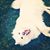 Sarah Kenney Purvis's profile image