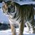 Gur Arye's profile image