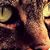 Steve Ciaffoni's profile image