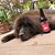 Dawn Sheehan Lewis's profile image