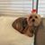 Lise Bart Woodall's profile image