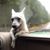 Renee Owenson's profile image
